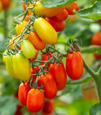 Rajče Eduardo F1 - Solanum lycopersicum - semena rajčete - 6 ks